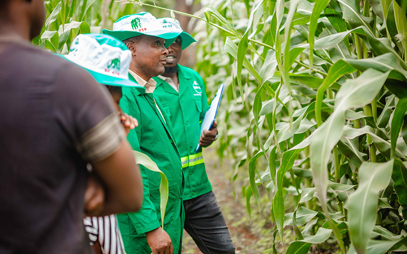 Seed Co researchers recording data in a breeding trial plot